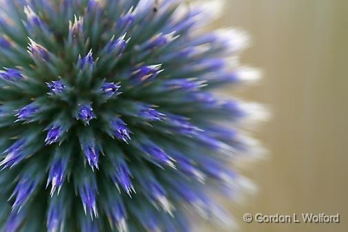 Blue Flower_51446.jpg - Photographed in Ottawa, Ontario, Canada.